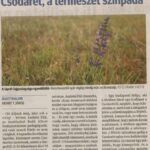 kszr_dm_20200519_p16_asotthalom