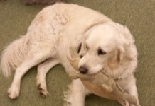 Olvass fel Zéti kutyának!