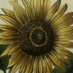 Herbáriumok, botanikai könyvek nyomában