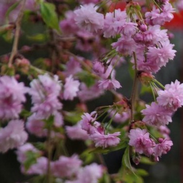 Hanami – gyönyörködés a cseresznyevirágzásban
