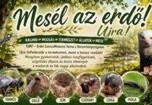 Mesél az erdő! Újra! – Kalandtúra az ébredő tiszai ártérben